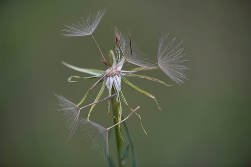 Close-up of dandelion seeds on green natural background. Macro shot.