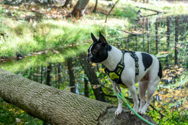 istock Boston terrier standing and posing on a bark of a tree in the forest 1278849542