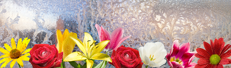 flowers on frosty window background close-up