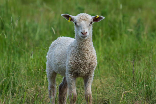 istock Cute white lamb standing in a green pasture 1278850862