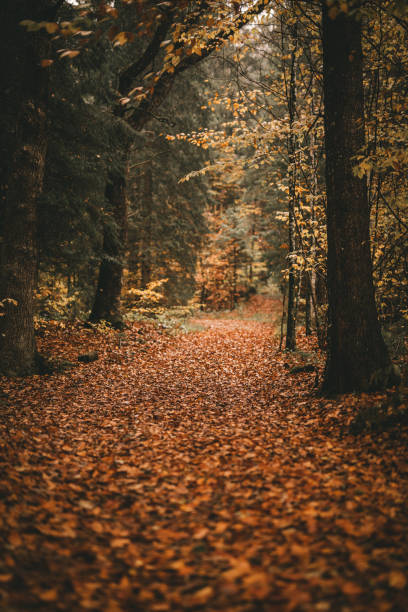 Autumnal trail at the Kirchsee stock photo