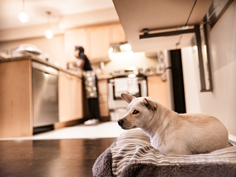 Small white dog resting on the pillow in the kitchen. Woman in the background, in the kitchen out of focus. Kitchen Interior of private home.