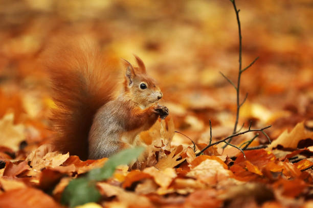 istock Red squirrel (Sciurus vulgaris) on the ground in autumn forest 1278852227