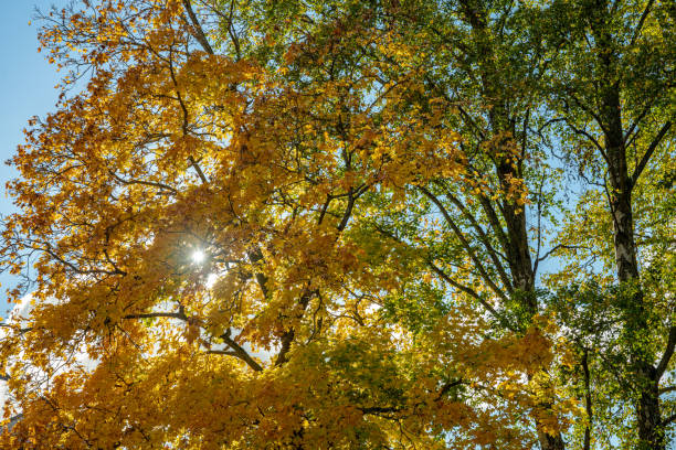 istock Autumn colored trees with sunlight through the branches 1278853303