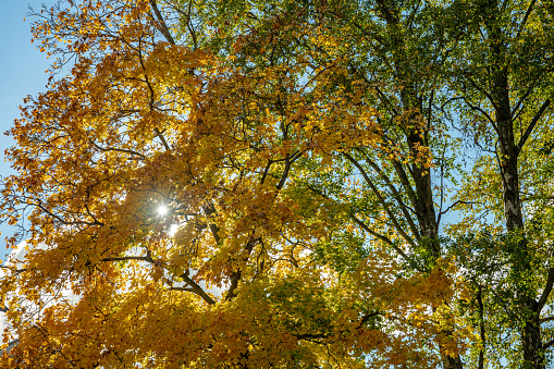 Autumn colored trees with green, yellow and orange colored leaves, with blue sky and sun beams shining through the branches