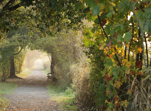 istock Tree-lined Path in the Morning Fog in Canada 1278855128
