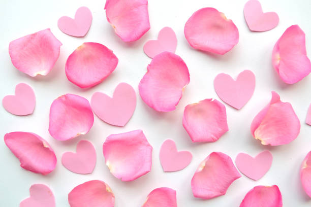 istock rose petals on white background. Valentine Day background 1278855536