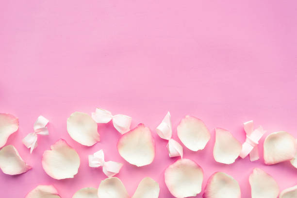 istock White rose petals on pink background. Valentine Day background, copy space for the text 1278855575