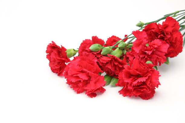 istock bouquet of carnation in a white background 1278855603