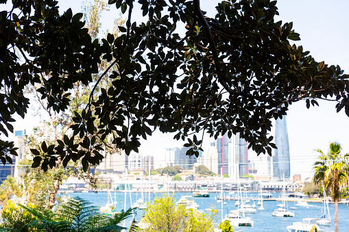 View through Fig tree to the bay with boats and city, background with copy space, full frame horizontal composition
