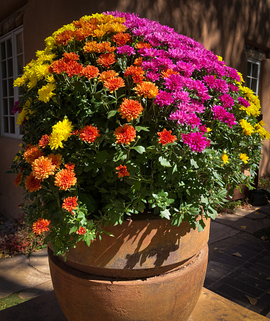 Santa Fe Style: Colorful Autumn Flowers (Mums) in Clay Pot
