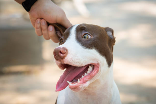 istock Owner petting an American Pit Bull's ear 1278857621