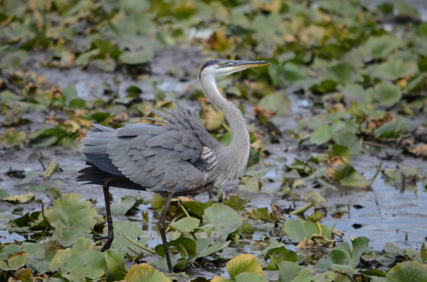 istock Great Blue Heron in a swamp 1278859623
