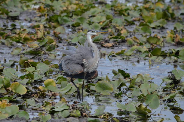 istock Great Blue Heron in a swamp 1278859649