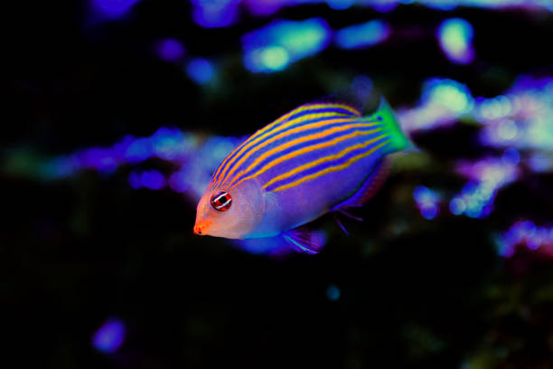 sześcioliniowa wrasse - pseudocheilinus hexataenia - rock beauty zdjęcia i obrazy z banku zdjęć