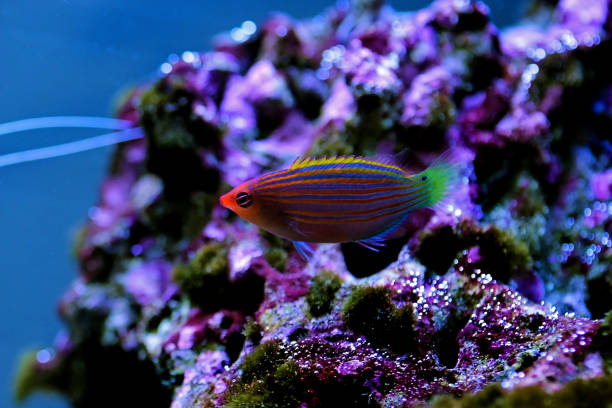 istock Six-line wrasse - Pseudocheilinus hexataenia 1278860812