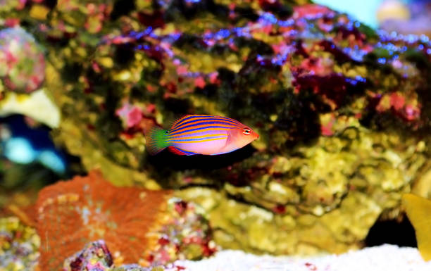 istock Six-line wrasse - Pseudocheilinus hexataenia 1278860817