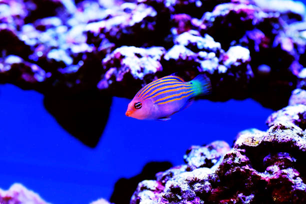 istock Six-line wrasse - Pseudocheilinus hexataenia 1278860819