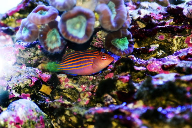 istock Six-line wrasse - Pseudocheilinus hexataenia 1278860827