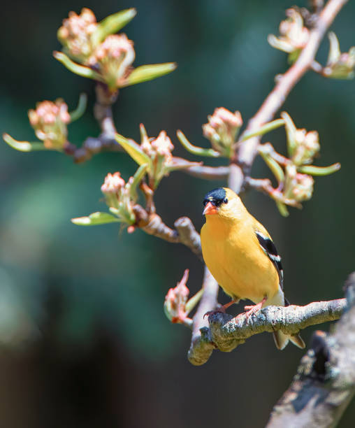 istock American Goldfinch 1278861596