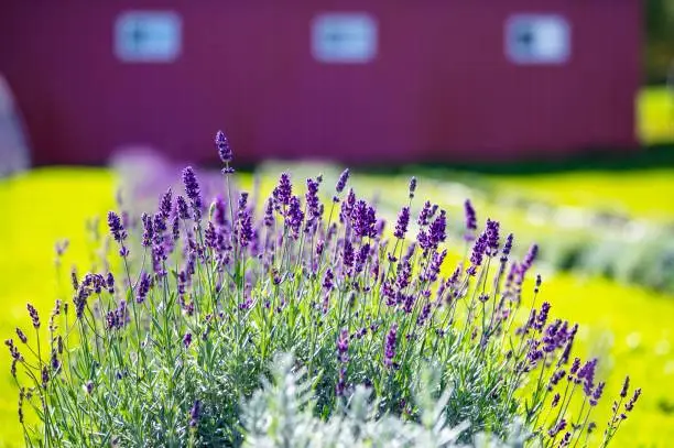 Photo of Lavender bush