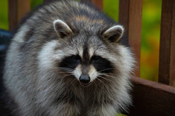 istock Raccoon Close up 1278863361