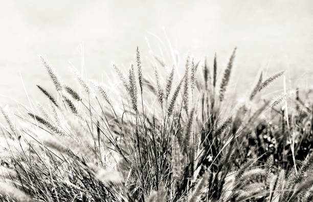 flower of reed canary grass