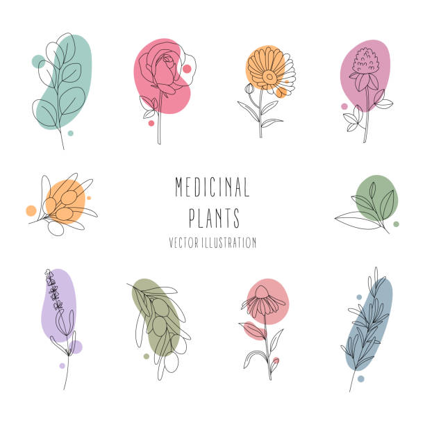 Set of medicinal plants.Line art.Contour Set of medicinal plants.Collection hand drawn, botanical and healing isolated plants. Design of cosmetics herbs. Line art with abstract colorful forms.Contour. Vector illustration. field marigold stock illustrations