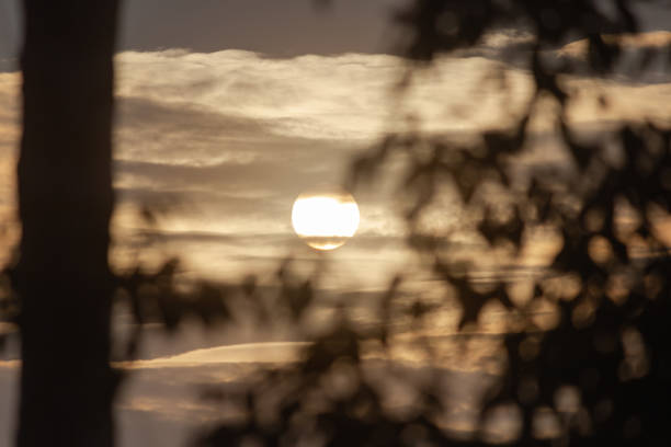 silhouette of a tree with branches without leaves against the background of a golden sunset, with blurry background, used as a background or texture, soft focus