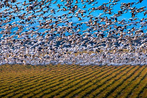 Snow geese feeding in a farm field
