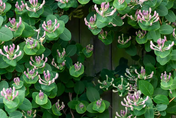 Goat-leaf Honeysuckle (Lonicera caprifolium) with flower buds, closeup