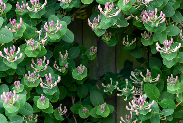 goat-leaf honeysuckle (lonicera caprifolium) with flower buds, closeup - honeysuckle pink imagens e fotografias de stock