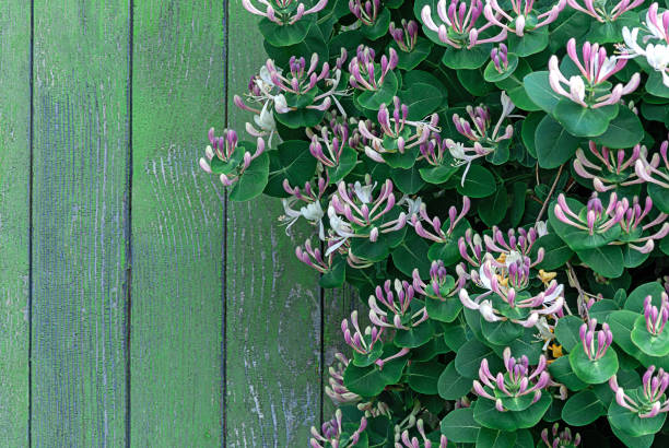 perfoliate honeysuckle (lonicera caprifolium) trepando de tallo de madera en flor por pared de madera - honeysuckle pink fotografías e imágenes de stock