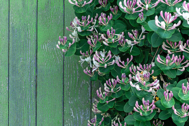 scalatore a base di miele perfoliato (lonicera caprifolium) in fiore con parete di legno - honeysuckle pink foto e immagini stock