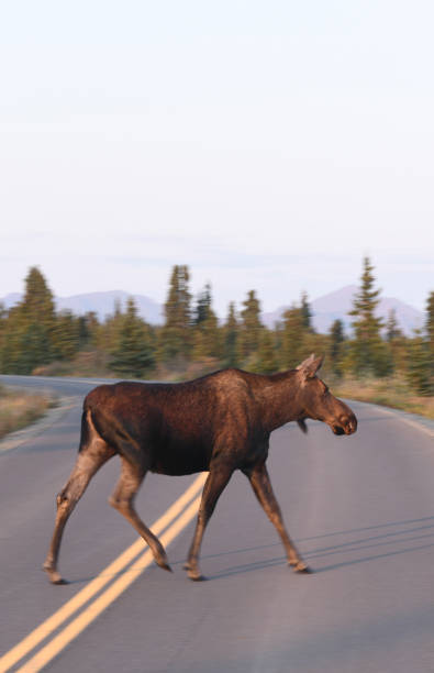 Female moose gracefully crossing the Parks Highway in Denali National Park, Alaska.