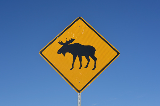Sign in Alaska warns of frequent moose crossing the road.