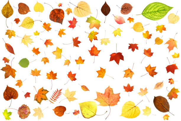 istock set of colored autumn leaves isolated on white background 1278880349