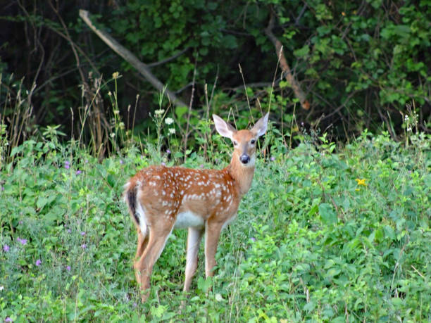 istock Baby Fawn 1278880410