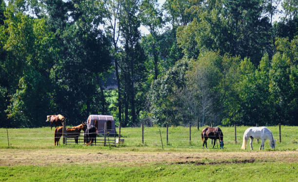 istock Horses Behind Fence 1278880493