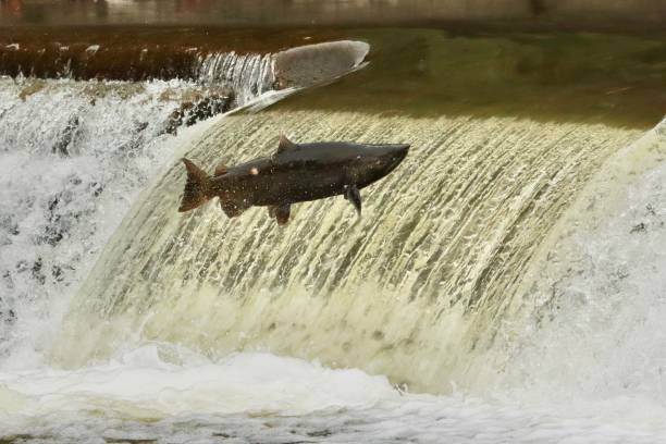 istock Salmon swimming up river. 1278882322