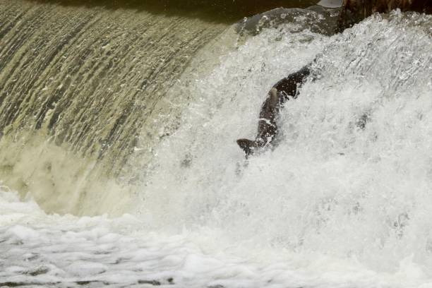 istock Salmon swimming up river. 1278882333