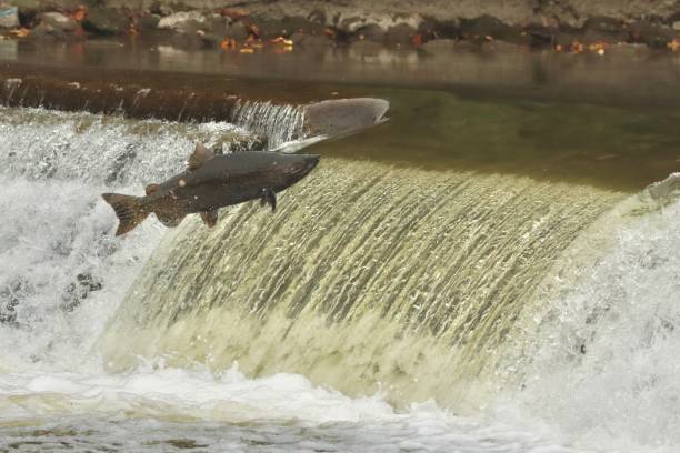 istock Salmon swimming up river. 1278882353