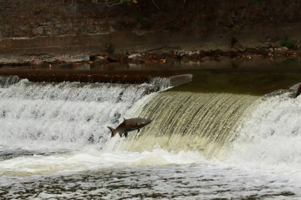 istock Salmon swimming up river. 1278882356