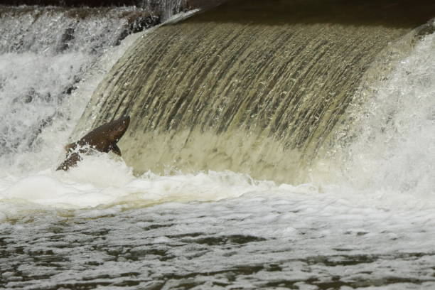 istock Salmon swimming up river. 1278882396