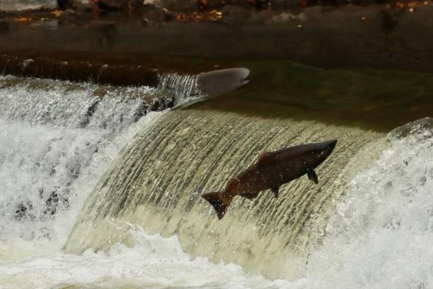 istock Salmon swimming up river. 1278882403
