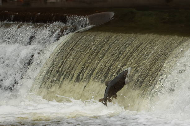 istock Salmon swimming up river. 1278882417