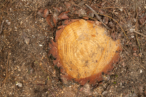 pine trunk cut in the middle of the forest with earth around it