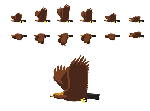 Animal Animation Sequence Golden Eagle Flying Cartoon Vector