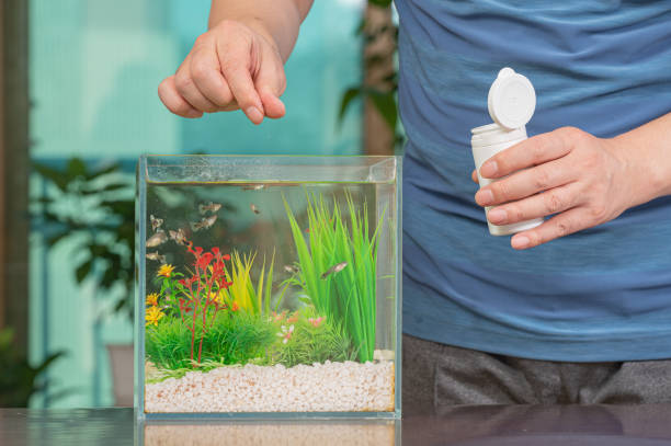 un homme d’âge moyen asiatique qui nourrit le guppy qu’il élève dans un petit aquarium. - guppy poisson photos et images de collection