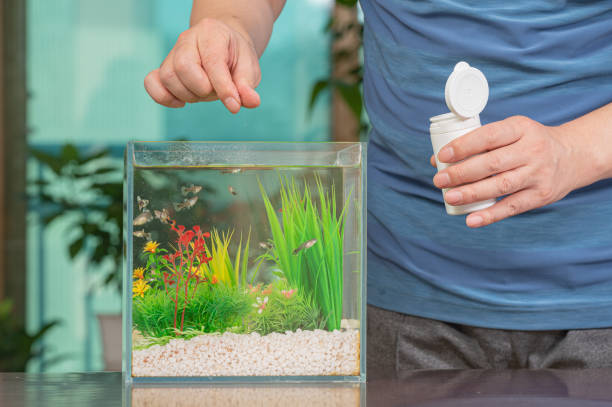小さな魚鉢で育てるグッピーに餌をやる中年のアジア人男性。 - 水生植物 ストックフォトと画像